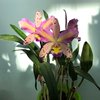 Cattleya Amigo Aniel x C.harrisoniae Triabelo n.31 2
